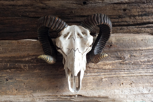 ラムスカル（雄羊の頭蓋骨）ウォールフィギュア Ram Skull Wall