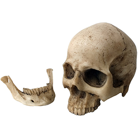 スモール リアルスカルヘッド ヒューマンスカル Small Human Skull Head 