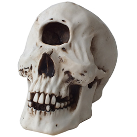 サイクロプス スカルヘッド Cyclops Skull Head