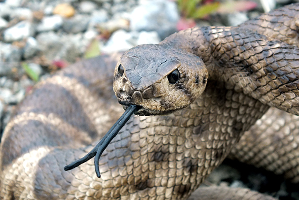 ガラガラヘビ フィギュア/蛇の置物 Rattle Snake Figurine Statue  