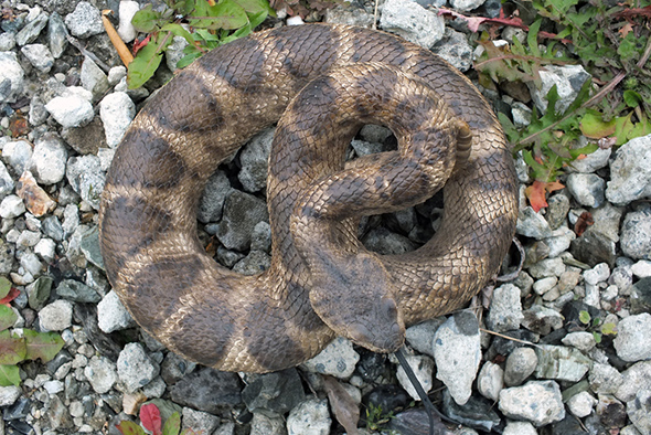 ガラガラヘビ フィギュア/蛇の置物 Rattle Snake Figurine Statue  