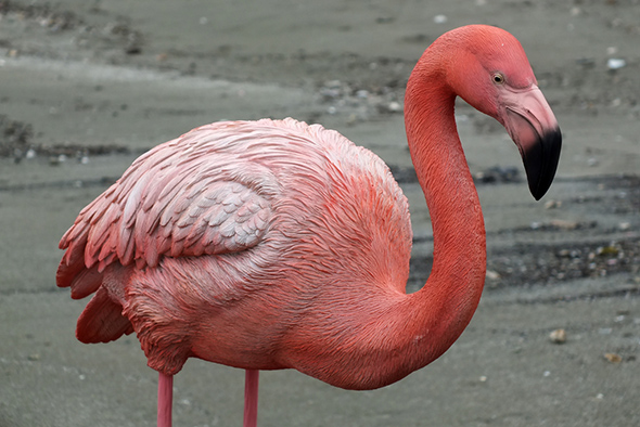 フラミンゴ フィギュア 置物 ラージサイズ Flamingo Figurine Large