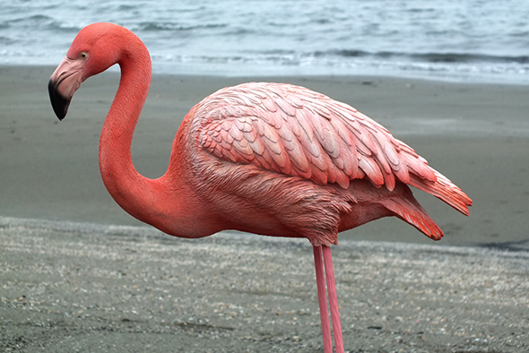 フラミンゴ フィギュア 置物 ラージサイズ Flamingo Figurine Large