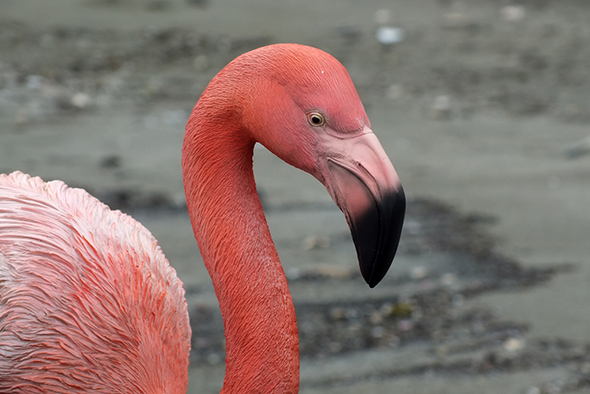 フラミンゴ フィギュア 置物 ラージサイズ Flamingo Figurine Large