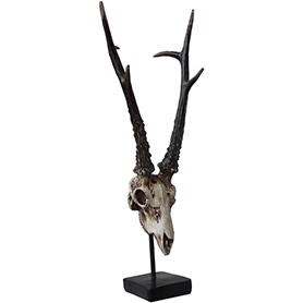 アンテロープスカルヘッド(羚羊の頭蓋骨)インテリア スタンド オブジェ PartⅠ Antelope Skull on Stand PartⅠ