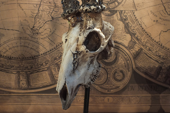 アンテロープスカルヘッド(羚羊の頭蓋骨)インテリア スタンド オブジェ PartⅠ Antelope Skull on Stand  PartⅠ