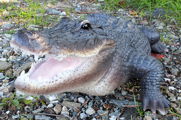 ラージアリゲーター(ワニ)フィギュア Wildlife Large Alligator Figurine 