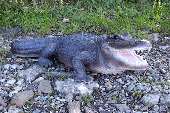 ラージアリゲーター(ワニ)フィギュア Wildlife Large Alligator Figurine 