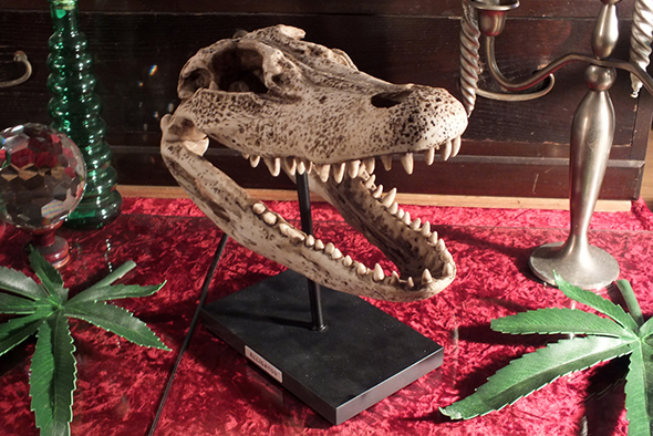 アリゲーター(ワニ)スケルトンスカルヘッドフィギュア スタンドオブジェ Wildlife Aligator Skeleton Skull Figurine on Stand