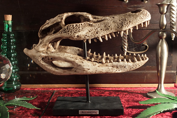 アリゲーター(ワニ)スケルトンスカルヘッドフィギュア スタンドオブジェ Wildlife Aligator Skeleton Skull Figurine on Stand 