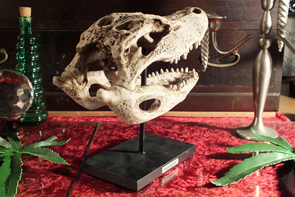 アリゲーター(ワニ)スケルトンスカルヘッドフィギュア スタンドオブジェ Wildlife Aligator Skeleton Skull Figurine on Stand 