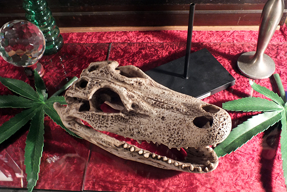 アリゲーター(ワニ)スケルトンスカルヘッドフィギュア スタンドオブジェ Wildlife Aligator Skeleton Skull Figurine on Stand 