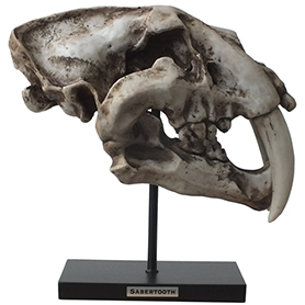 サーベルタイガースケルトンスカルヘッドフィギュア スタンドオブジェ Wildlife Sabertooth Skeleton Skull Figurine on Stand