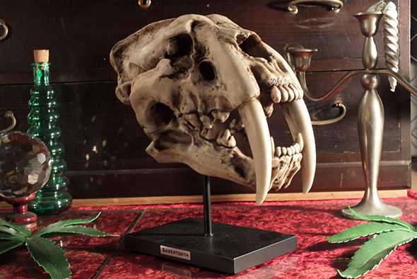 サーベルタイガースケルトンスカルヘッドフィギュア スタンドオブジェ Wildlife Sabertooth Skeleton Skull Figurine on Stand 