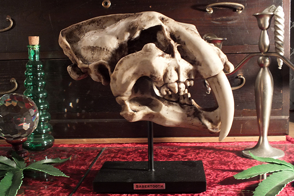 サーベルタイガースケルトンスカルヘッドフィギュア スタンドオブジェ Wildlife Sabertooth Skeleton Skull Figurine on Stand 