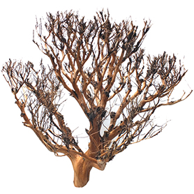 【1点もの】ドリフトウッド 海の木 流木 枝木・オブジェ/ディスプレイ「N-5」