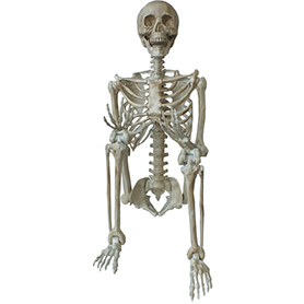 ディスプレイガイコツ ハンギングスケルトン-Lサイズ Hanging Display Skeleton-L